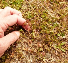 Trifolium cernuum