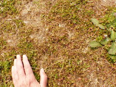 Trifolium cernuum