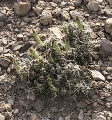 Grusonia