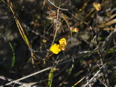 Utricularia simulans
