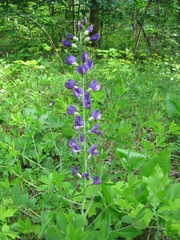 Baptisia australis aberrans