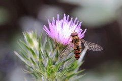 Episyrphus balteatus