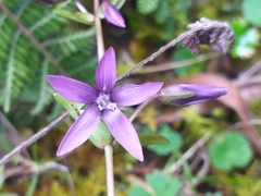 Gentianella rapunculoides