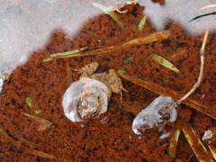 Pseudopaludicola mystacalis