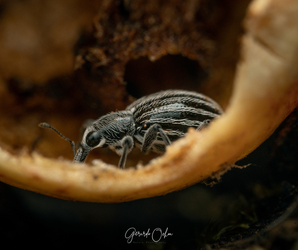 Myrmex vandykei