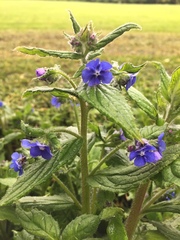 Pentaglottis sempervirens