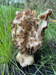 Morchella esculenta