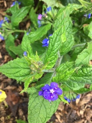 Pentaglottis sempervirens