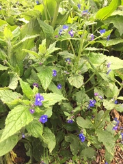 Pentaglottis sempervirens
