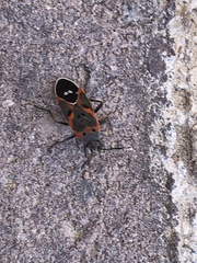 Lygaeus kalmii kalmii