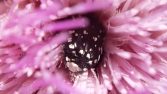 Oxythyrea