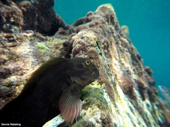 Ophioblennius atlanticus