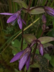 Gentianella rapunculoides