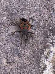 Lygaeus kalmii kalmii