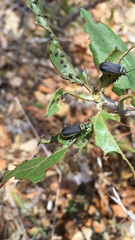 Trirhabda flavolimbata