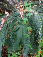 Cycadaceae