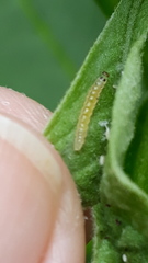 Rhectocraspeda periusalis