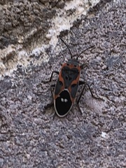 Lygaeus kalmii kalmii