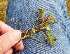 Trifolium cernuum