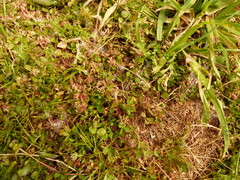 Trifolium cernuum