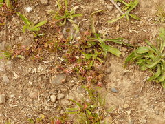 Trifolium cernuum