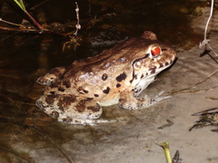 Leptodactylus vastus