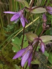Gentianella rapunculoides
