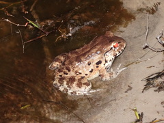 Leptodactylus vastus