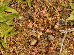 Trifolium cernuum
