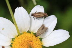 Lepidoptera