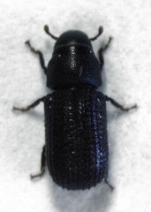 Stenoscelis hylastoides