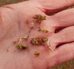 Trifolium cernuum