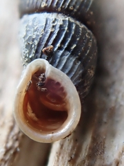 Image of Macrogastra plicatula