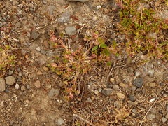 Trifolium cernuum
