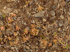 Trifolium cernuum