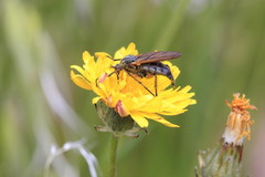 Diptera
