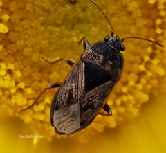 Trapezonotus ullrichi