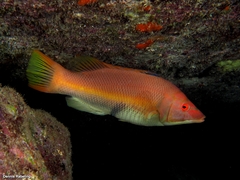 Bodianus scrofa