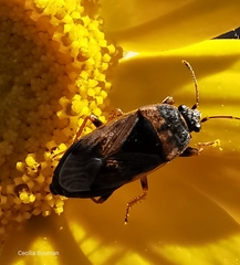 Trapezonotus ullrichi