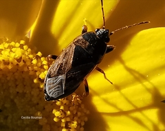 Trapezonotus ullrichi