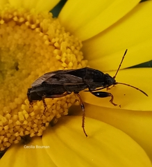 Trapezonotus ullrichi