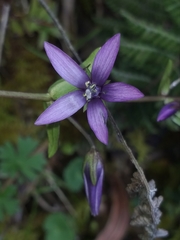 Gentianella rapunculoides