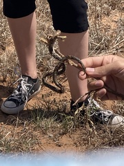 Lampropeltis holbrooki