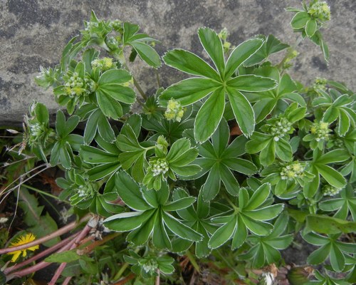 Alchemilla conjuncta, photograph 6
