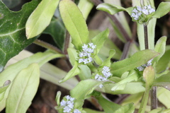 Valerianella carinata