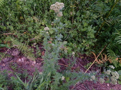 Achillea ligustica