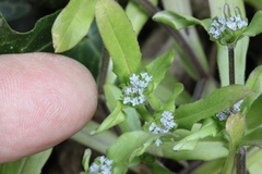 Valerianella carinata