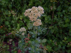Achillea ligustica