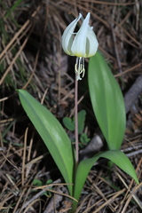 Henry Mulligan, CC BY, iNaturalist via GBIF Erythronium idahoense, photograph Henry Mulligan, CC BY, iNaturalist via GBIF