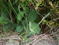 Lathyrus odoratus